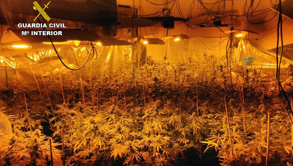 Desmantelan un invernadero de marihuana con más de 200 plantas en Fortuna