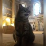 Gli, la gata más famosa de Turquía, no será desalojada