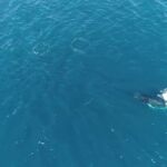 El impresionante ataque de una manada de orcas a una ballena jorobada y su cría