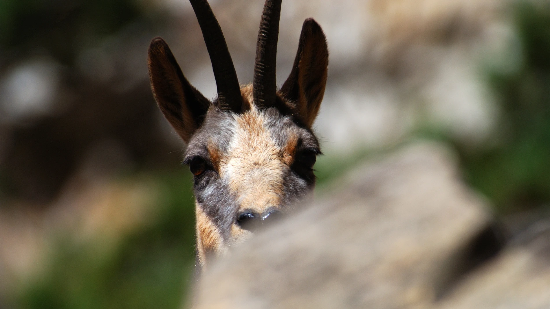 La nueva web Faunapyr recoge toda la información sobre observación de fauna a ambos lados del Pirineo