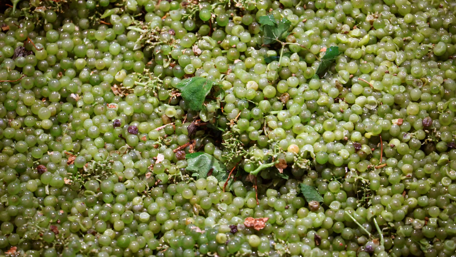 Temprana cosecha en abundancia y de calidad en Montilla-Moriles (Córdoba)