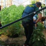 Desmantelación de una plantación de cannabis en una vivienda de El Espinar (Segovia) también punto de elaboración y venta de droga este pasado mes de julio