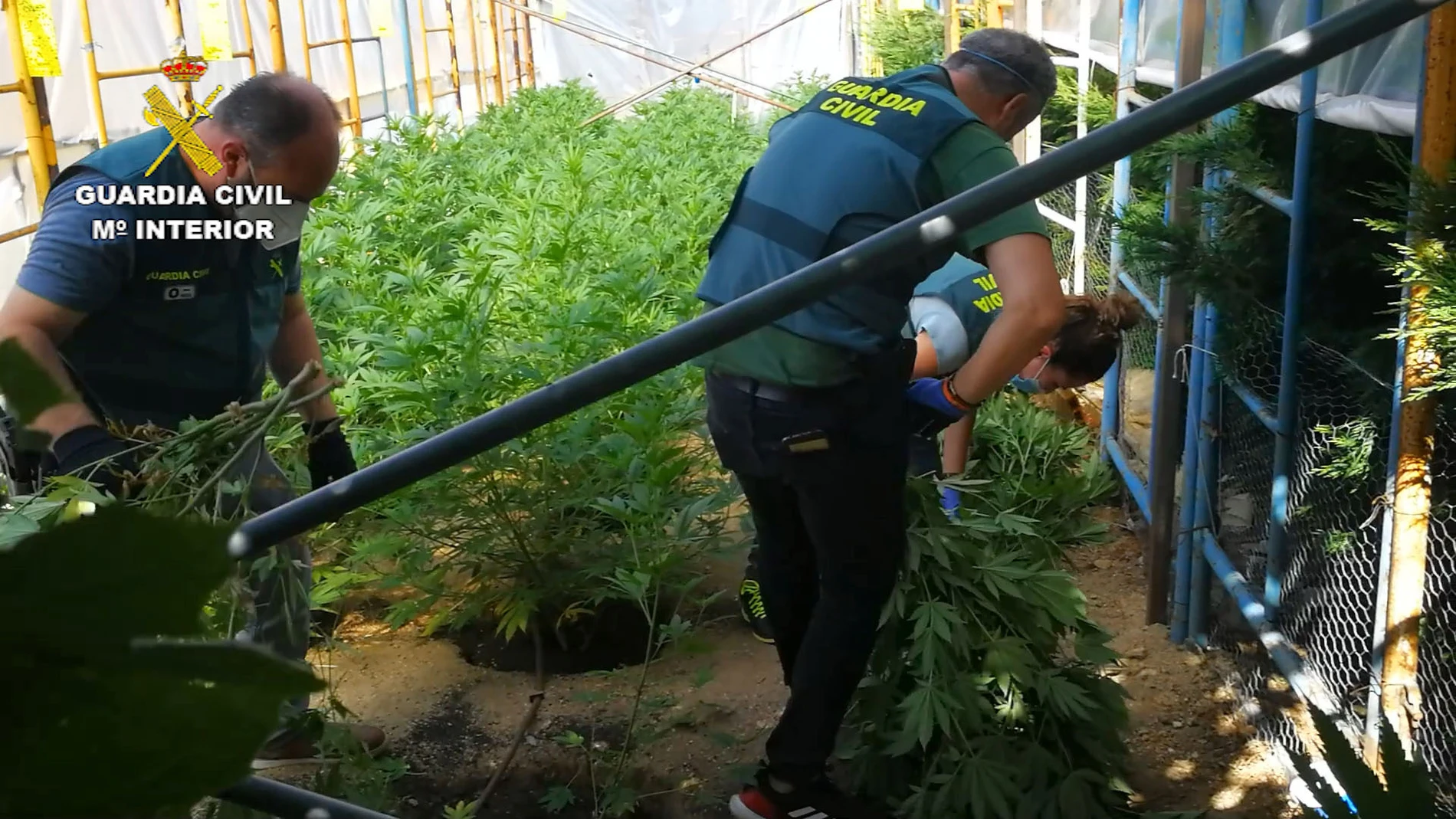 Desmantelación de una plantación de cannabis en una vivienda de El Espinar (Segovia) también punto de elaboración y venta de droga este pasado mes de julio
