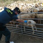 Un guardia civil inspecciona el ganado irregular encontrado