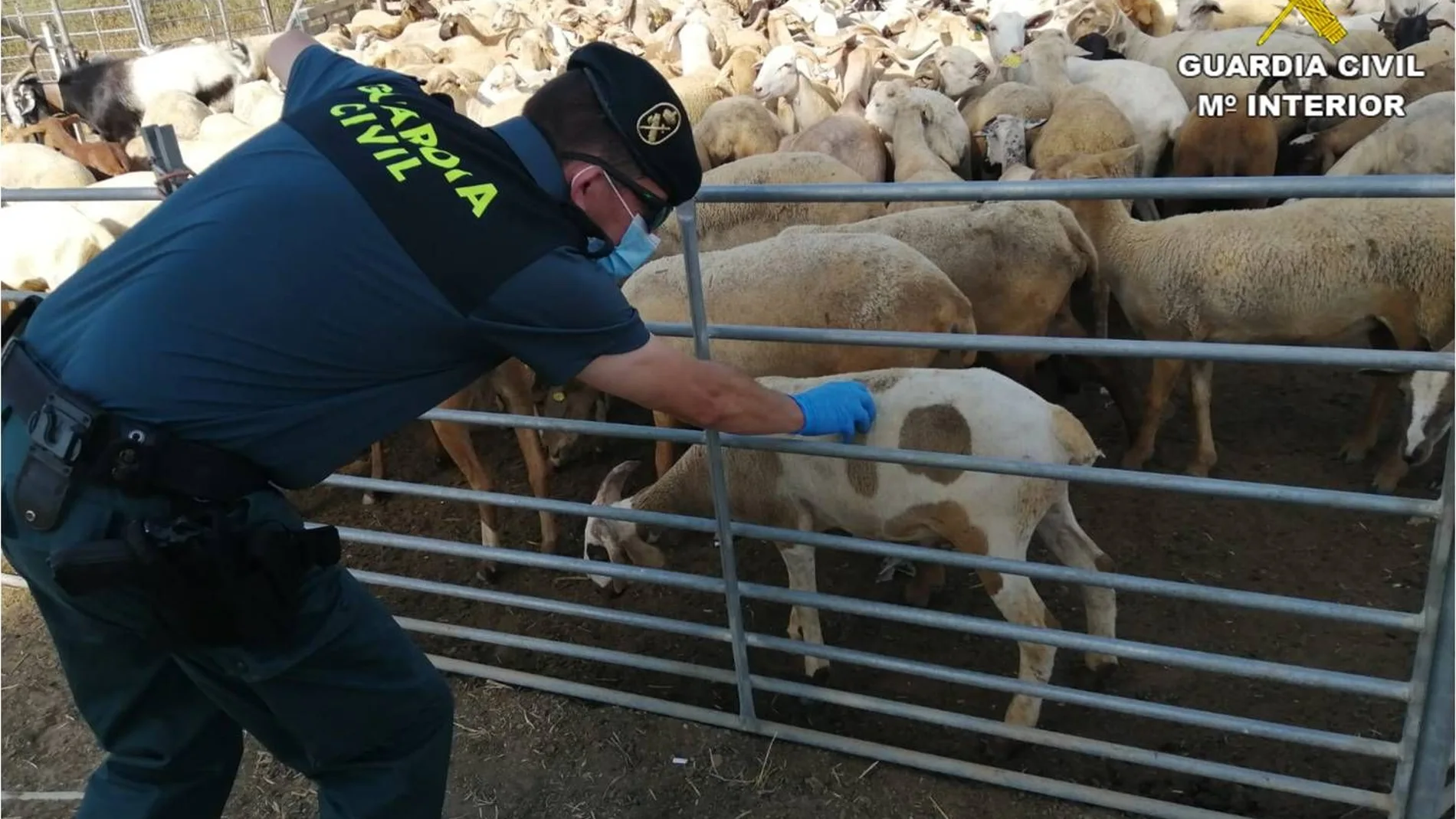 Un guardia civil inspecciona el ganado irregular encontrado