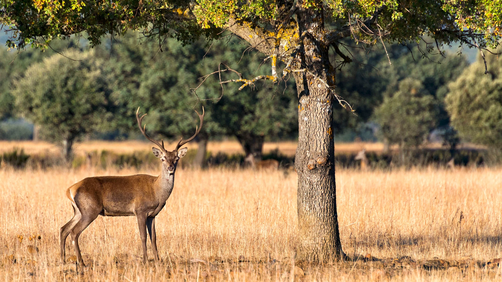 Interior del Parque Nacional de Cabañeros, Castilla-La Mancha