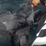 Imagen de la tortuga rescatada