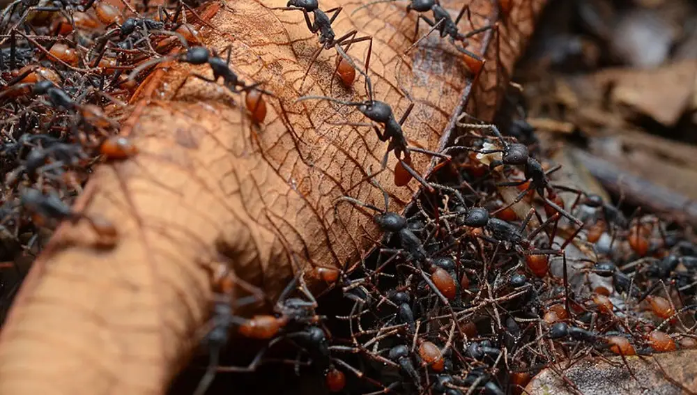 Un plano macro de un ejército de hormigas | Fuente: Geoff Gallice