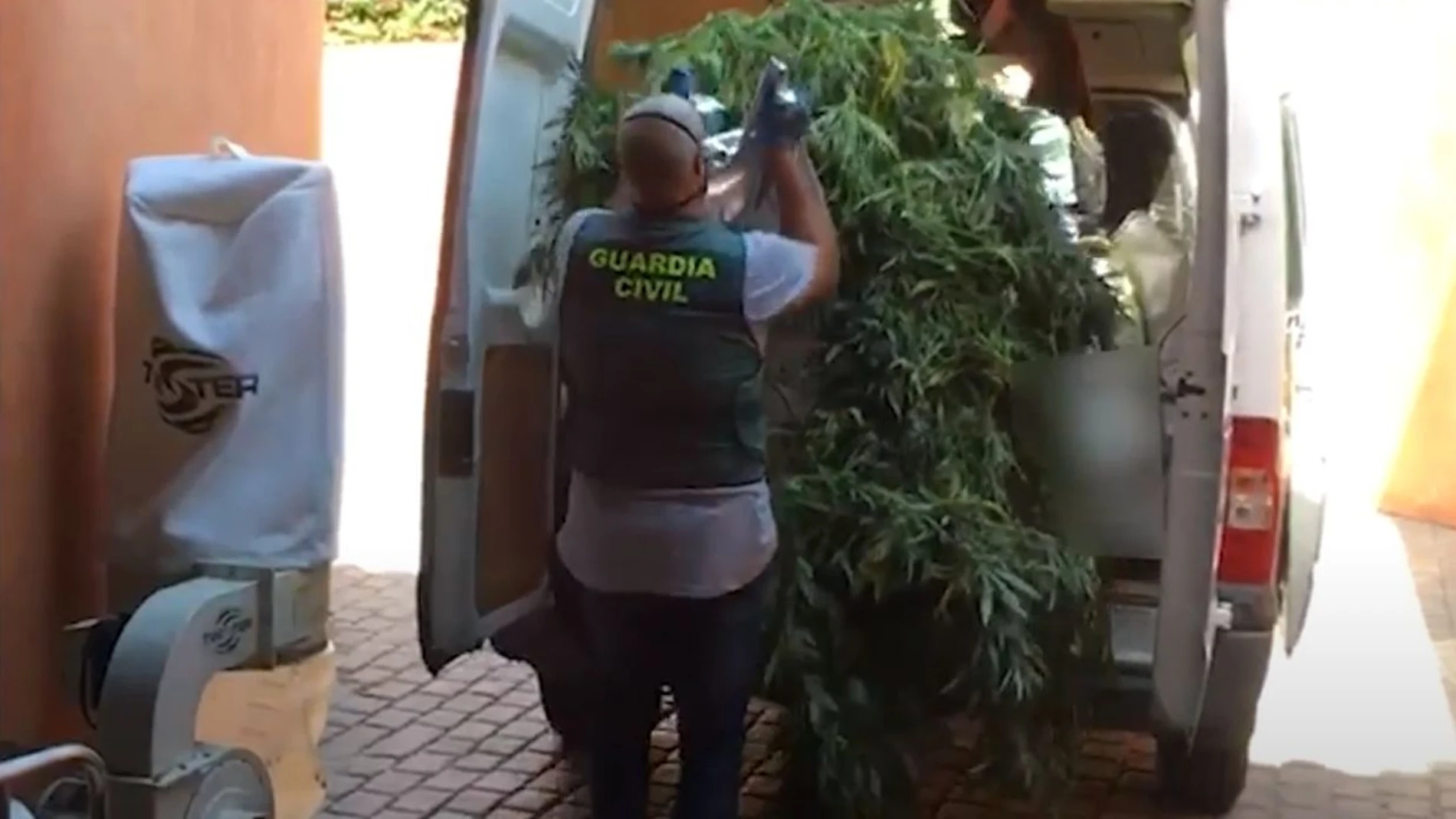 Los agentes cargan las plantas de marihuana en una furgoneta