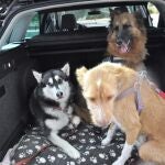 Perros viajan en el maletero de un coche con separación del resto del vehículo