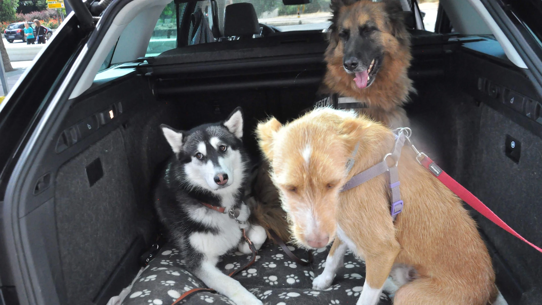 Perros viajan en el maletero de un coche con separación del resto del vehículo