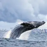 Una ballena frente a las costas de Brasil, en el océano Atlántico