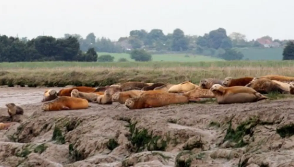 Fotografía de las focas de Essex