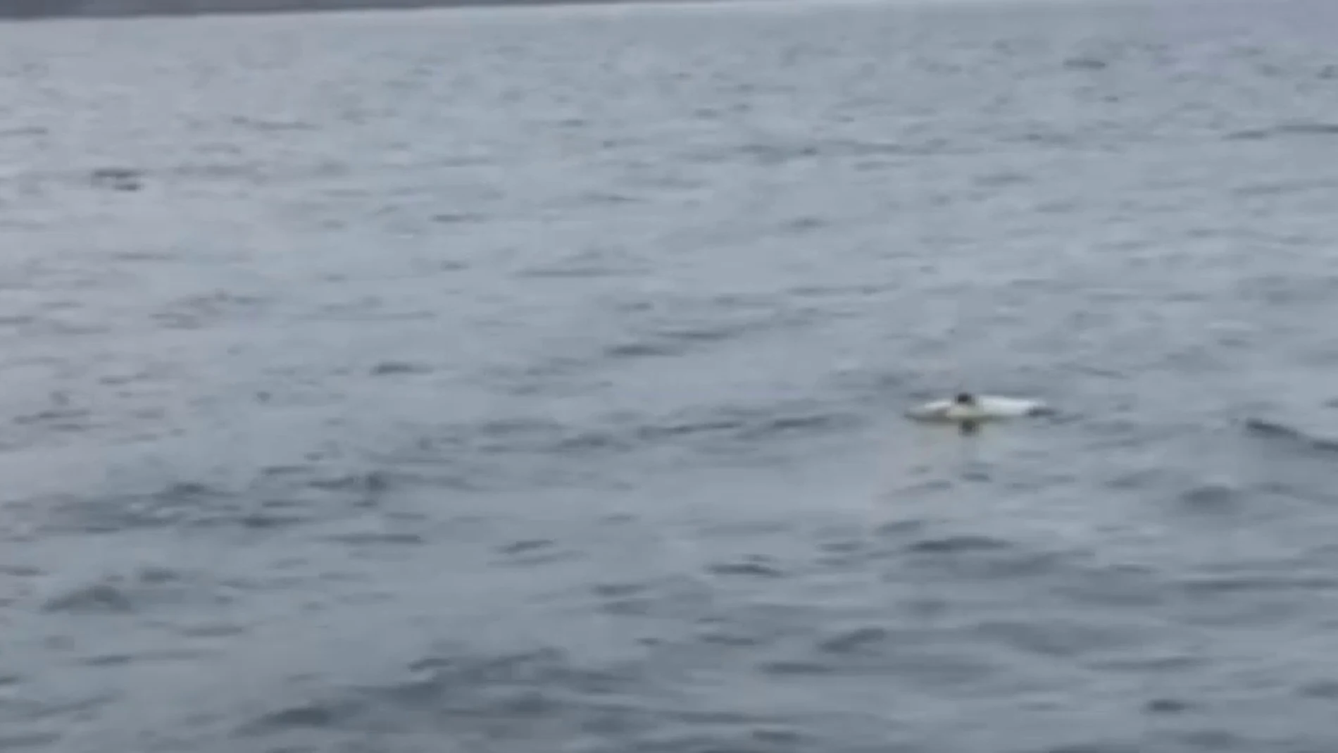 Un delfín trata desesperadamente salvar a su cría