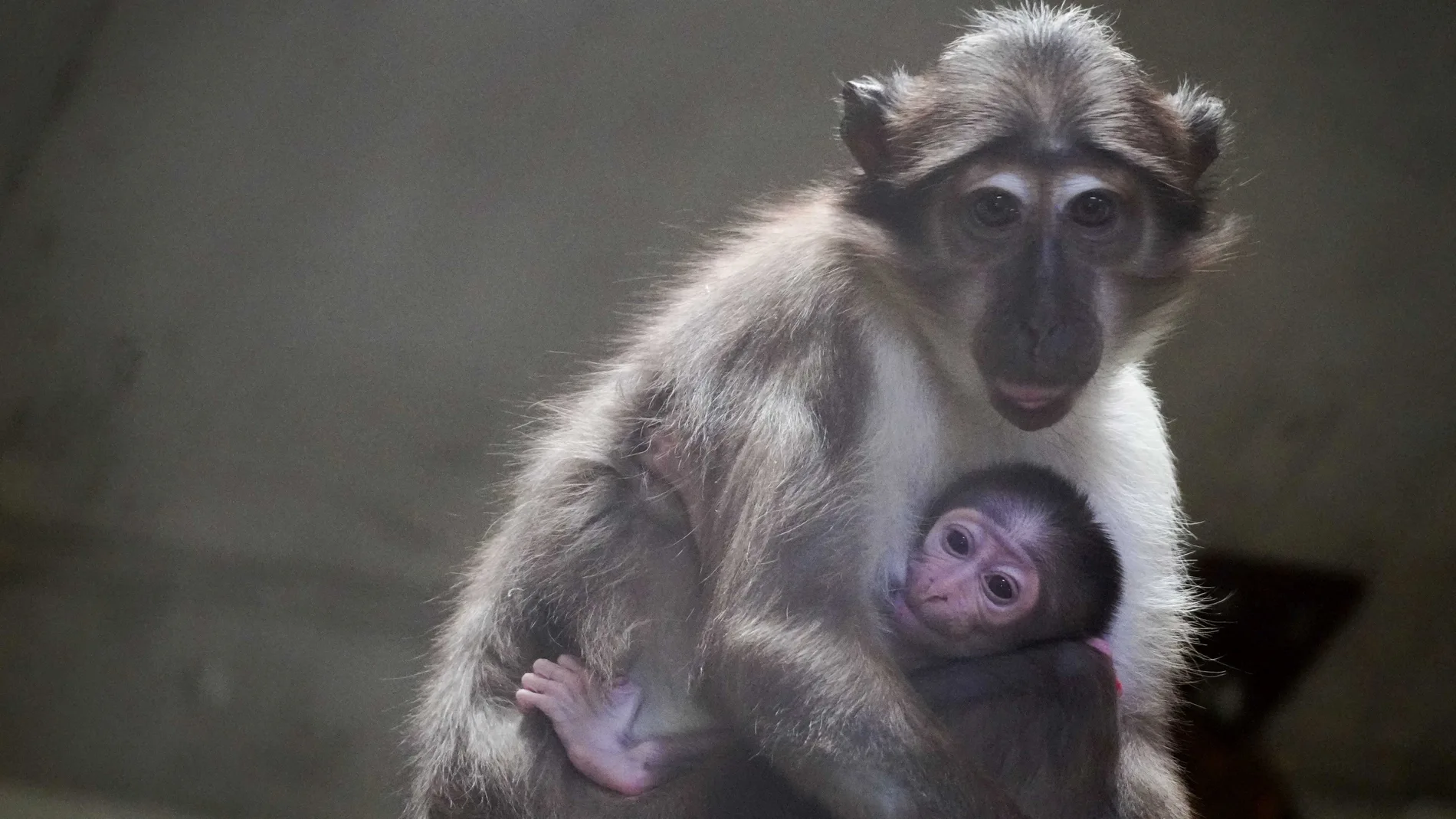 Imagen de la cría de mangabey en brazos de su madre