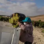 Las viñas del Marco de Jerez, en la provincia de Cádiz. EFE/Román Ríos
