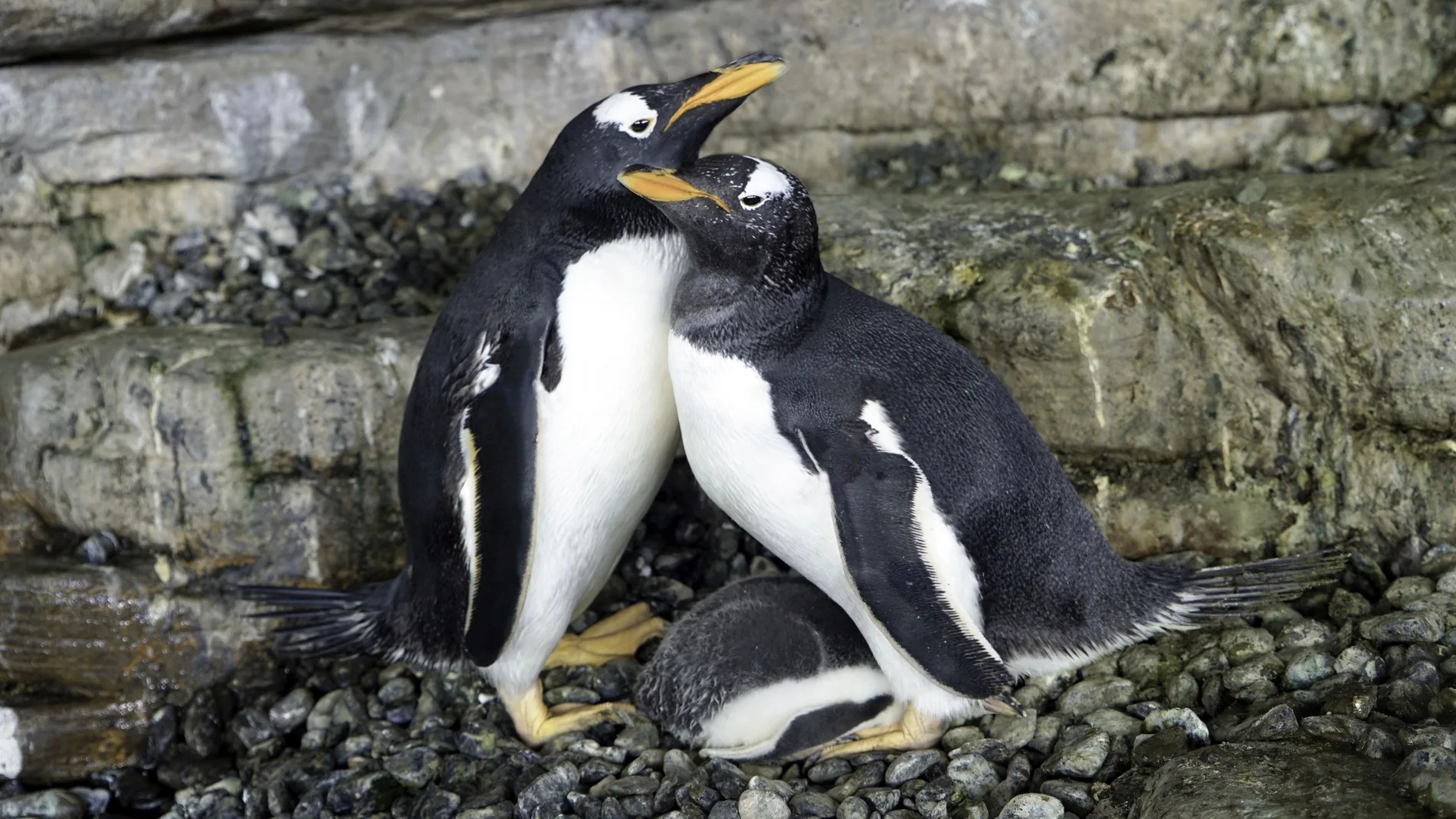 Las pingüinas Electra y Viola junto a su primera cría