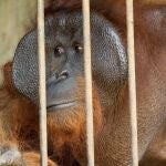 Orangután rescatado en Indonesia,