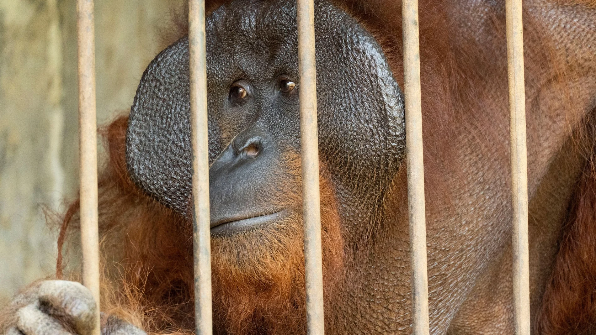 Orangután rescatado en Indonesia,