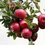 Un amplio colectivo de profesionales de la salud y la nutrición desarrolla un proyecto global para aportar información científica, apoyo y solidaridad a todos los colectivos vinculados a la alimentación, la salud y el bienestar de la población.