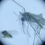 Imagen de un mosquito transmisor de la enfermedad