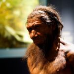 Reconstrucción de un neandertal exhibida en el Museo de Historia Natural de Londres.