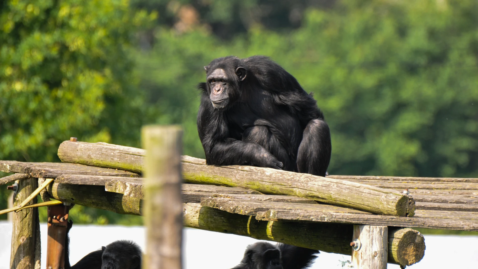 Los chimpancés de la Fundación Mona