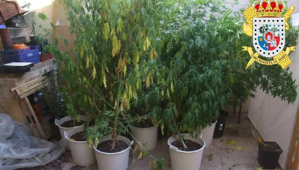 Plantación de Marihuana en Soria