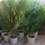 Plantación de Marihuana en Soria