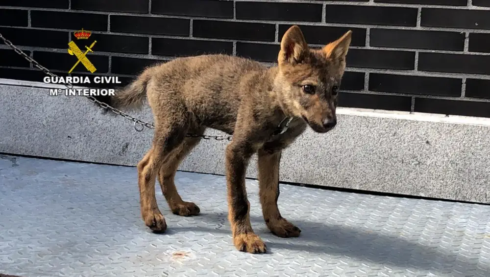 Cachorro de lobo recogido por la Guardia Civil en Abelgas de Luna (León).GUARDIA CIVIL25/08/2020