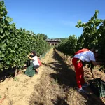Temporeros del sector vitivinícola de Castilla y León