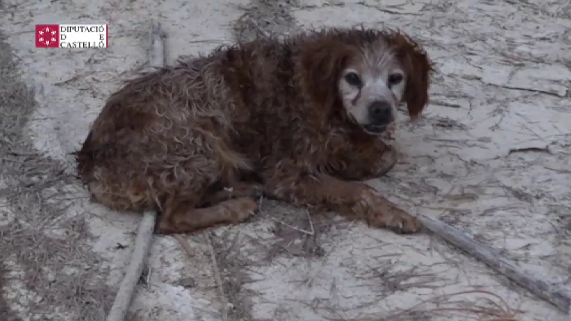 Un perro atrapado en el embalse de l’Alcora en Castellón que fue rescatado por los bomberos