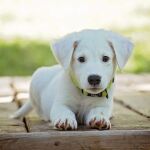 Los pelos de nuestras mascotas son uno de los peores enemigos de la limpieza. Nos volvemos locos para eliminarlos y cuando creemos haberlos hecho desaparecer… ¡siempre queda alguno!