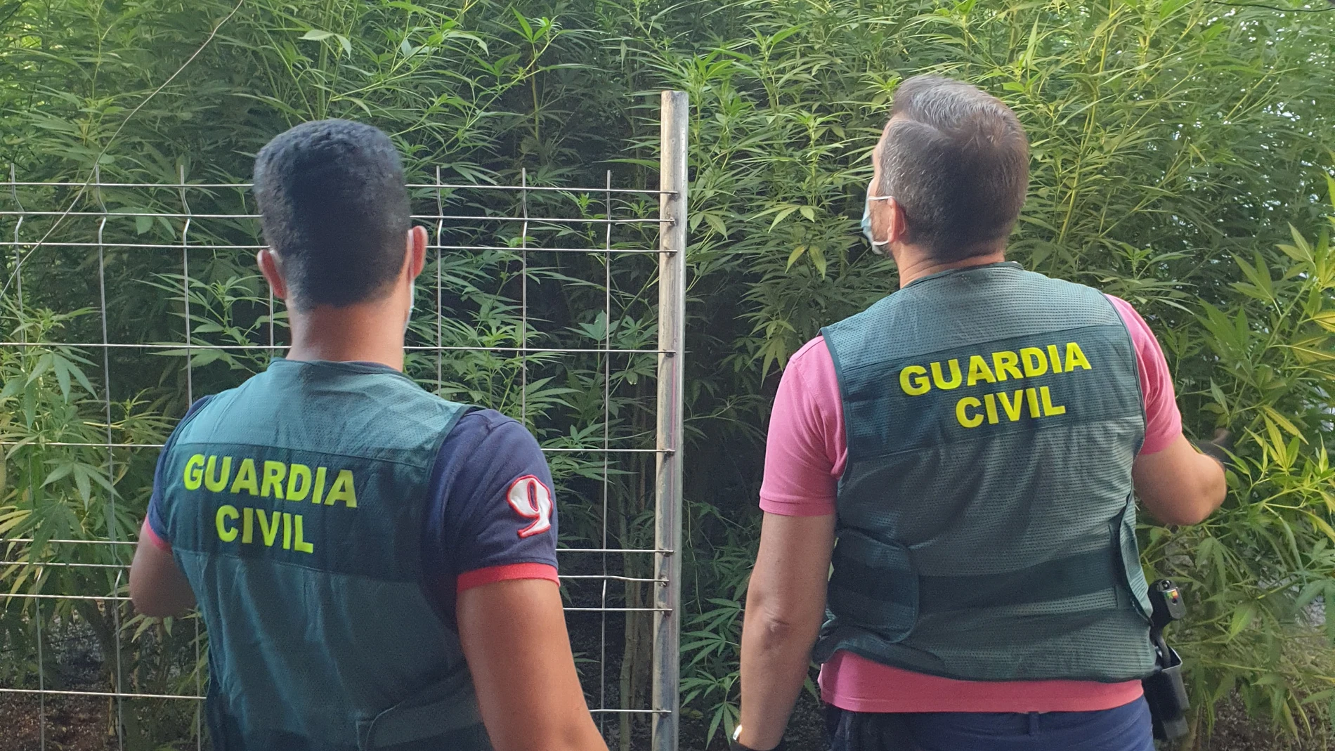 Sevilla.- Sucesos.- Detenidos dos vecinos de Osuna por el cultivo de 257 plantas de marihuana en plantaciones separadas