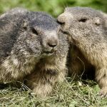 Marmotas alpinas (Marmota marmota)