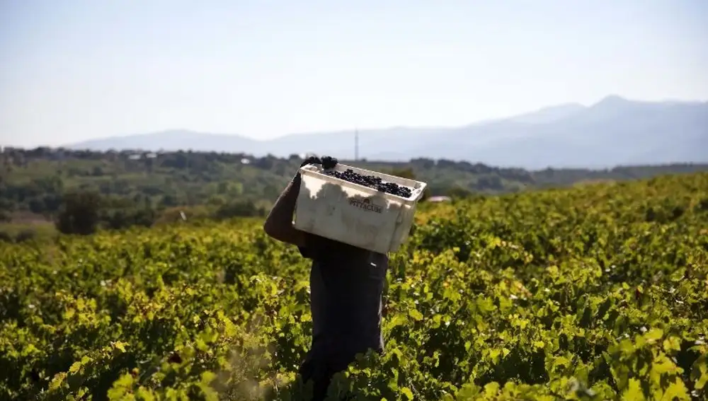 Bodega Pittacum, Arganza del Bierzo,Mencía