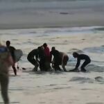 Un surfista muere tras el ataque de un tiburón en una playa de Australia. Atlas