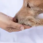 Dog paw touches human hand as a sign for trust, love and for a feeling of security