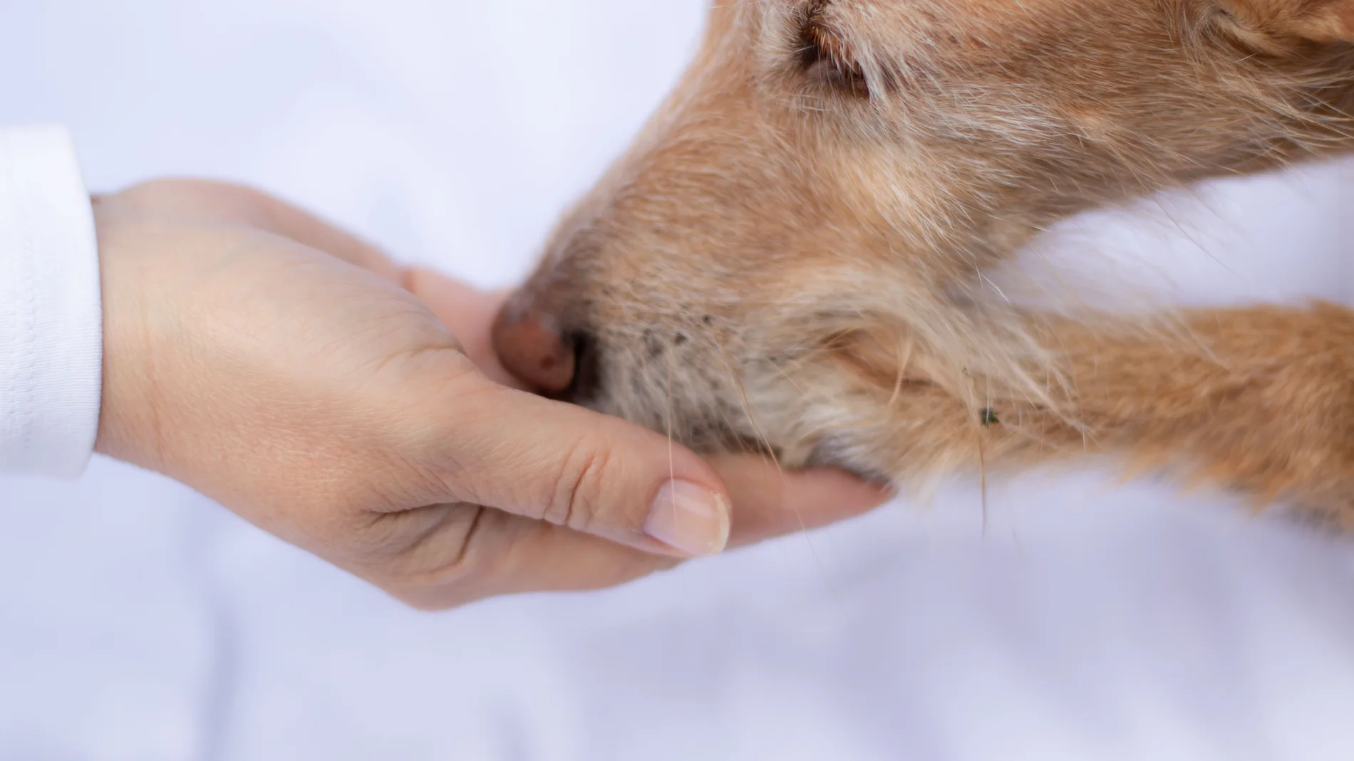 Dog paw touches human hand as a sign for trust, love and for a feeling of security