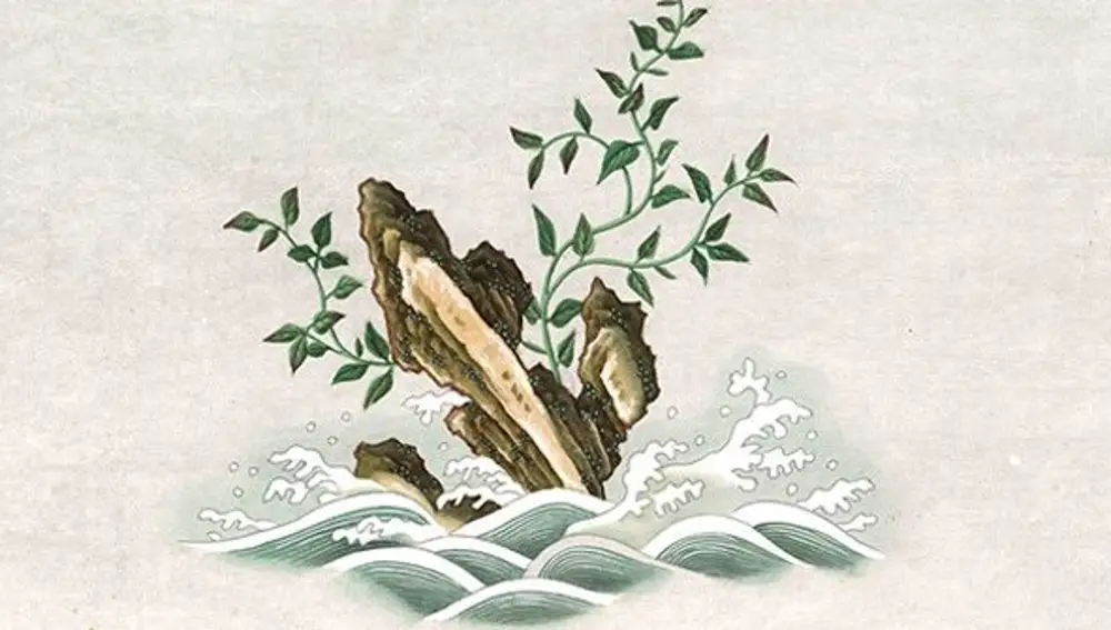 'Laminaria japonica', la imagen que ilustra el cartel de la exposición que se puede visitar en el Pabellón Villanueva hasta el 8 de diciembre.