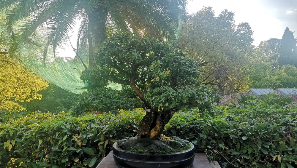 Uno de los 61 bonsáis que guarda el Real Jardín Botánico.