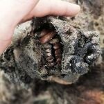Aspecto del hocico del cadáver de oso de las cavernas recuperado en SiberiaNEFU14/09/2020