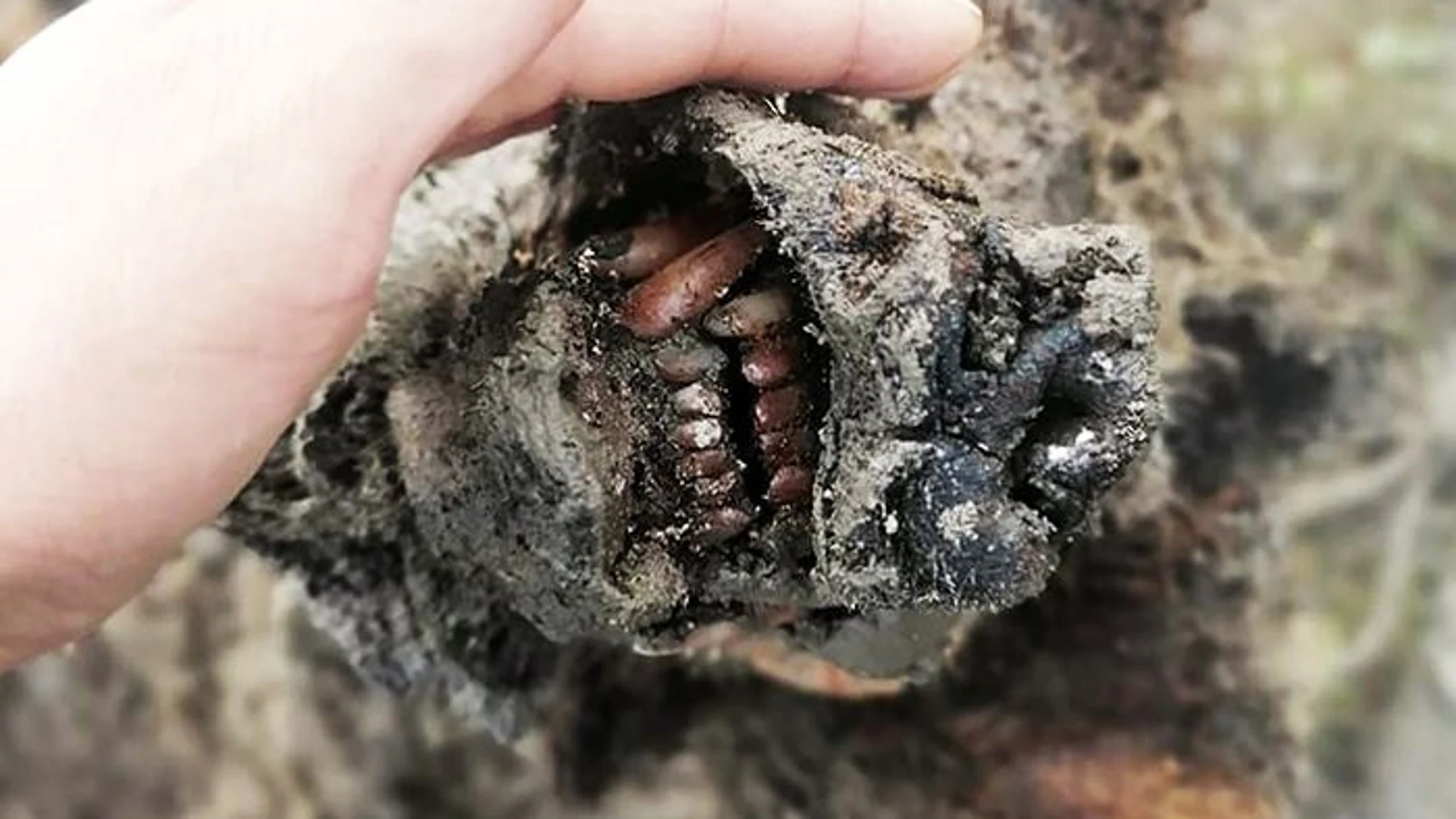 Recuperado por primera vez restos del cadáver de un oso de las cavernas conservado en el suelo helado de Siberia