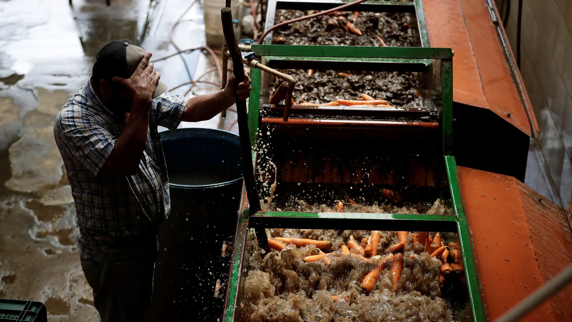 Un trabajador lava varias zanahorias en una procesadora industrial de alimentos