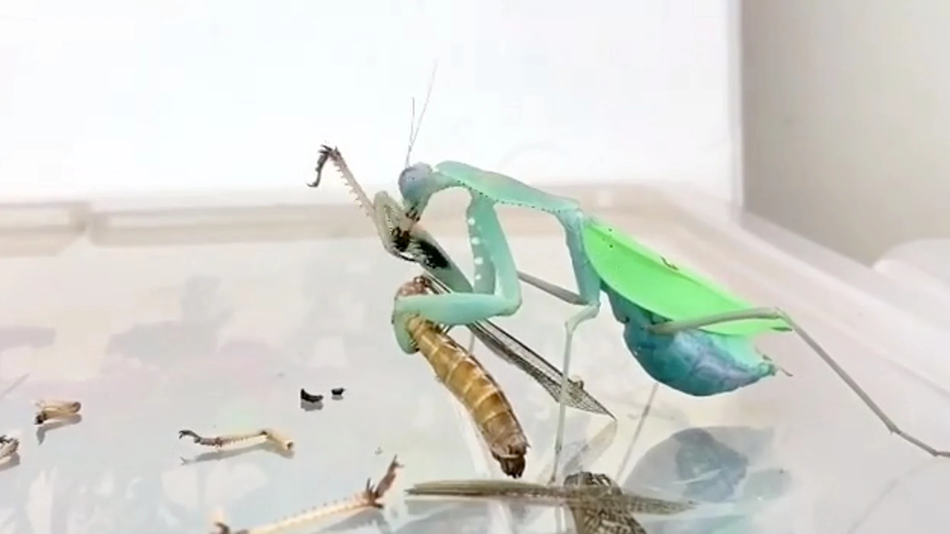 Fotograma del vídeo de una mantis reiligiosa devorando a una langosta