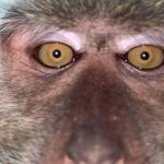 El mono que robó el móvil se hizo fotos y videos