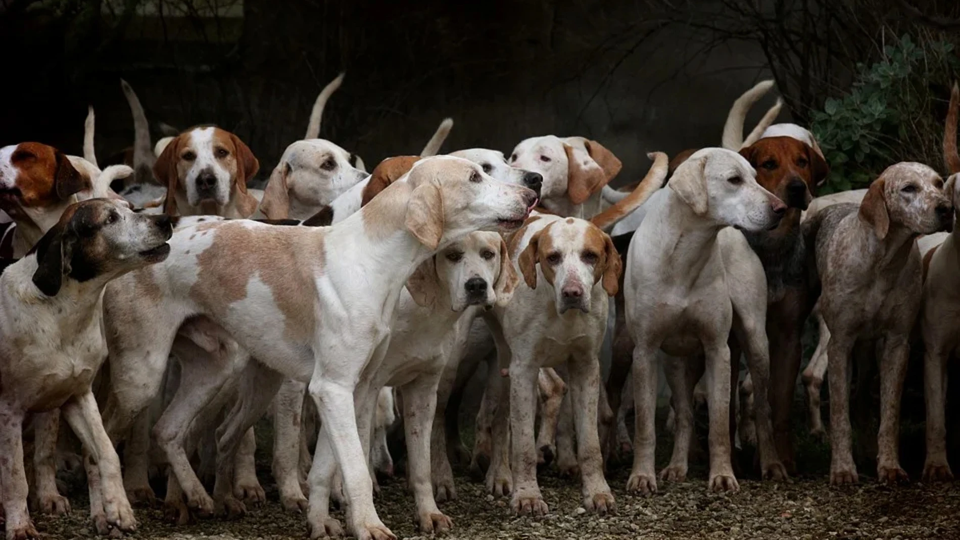 Perros de caza en una imagen de archivo