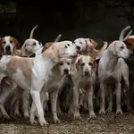 Perros de caza en una imagen de archivo