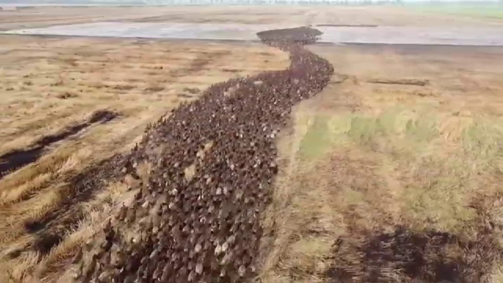10.000 patos limpian de plagas los arrozales de Tailandia. Atlas