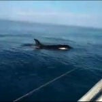 Imagen del ataque de una orca a una embarcación en Galicia